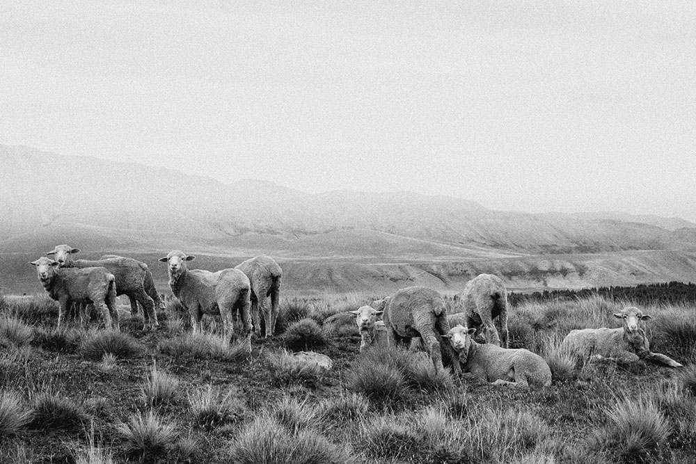 Merino,Sheep,Landscape,Scenery,In,New,Zealand